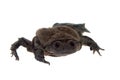 Titicaca water frog isolated on white background