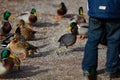 Titisee-Neustadt, Germany - 10 30 2012: Family with young boy feeding ducks on Titisee Lake Royalty Free Stock Photo