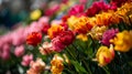 Imbibe the lively atmosphere of spring by capturing the vibrant colors of blossoming flowers. Royalty Free Stock Photo