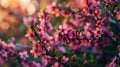 Imbibe the lively atmosphere of spring by capturing the vibrant colors of blossoming flowers. Royalty Free Stock Photo