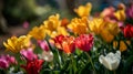 Imbibe the lively atmosphere of spring by capturing the vibrant colors of blossoming flowers. Royalty Free Stock Photo