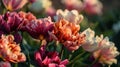 Imbibe the lively atmosphere of spring by capturing the vibrant colors of blossoming flowers. Royalty Free Stock Photo