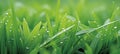 Title fresh spring raindrops glistening on lush green grass blades in nature Royalty Free Stock Photo