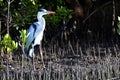 Title: Great Heron on the Bank of Congo River Royalty Free Stock Photo