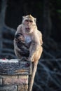 Macaque monkey carrying her baby