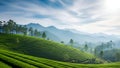 Title: Misty tea plantation fields with rolling hills and distant mountains under a cloudy sky Royalty Free Stock Photo