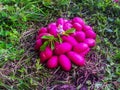 Title potato tubers varieties delphine German selection