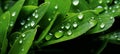 Title raindrops glistening on blades of fresh green spring grass in close up view Royalty Free Stock Photo