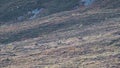 Title: red deer hinds and stag walking on a slope in the cairngorms national park during rutting season.