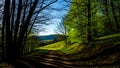Title: A serene forest path with sunlight filtering through tall trees and green grassy hills in Royalty Free Stock Photo