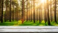 Title: A sunny forest scene with tall pine trees and a wooden table in the foreground with Royalty Free Stock Photo