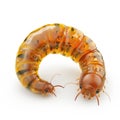 **Title:** Translucent Amber-Colored Centipede-like Creature, Detailed 3D Render on White Backgrou Royalty Free Stock Photo