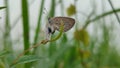 TitleCute Little Butterfly Resting on Plants Royalty Free Stock Photo