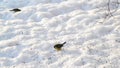 Titmice eating sunflower seeds on snow