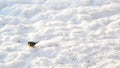 Titmice eating sunflower seeds on snow