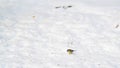 Titmice eating sunflower seeds on snow