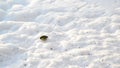 Titmice eating sunflower seeds on snow