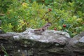 Titmice on a rock