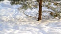 Titmice on snow under a tree