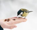 Titmouse Royalty Free Stock Photo
