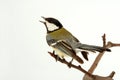 Titmouse