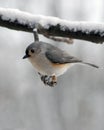 Titmouse Royalty Free Stock Photo