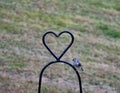 Titmouse awaiting it\'s mate to perch Jenningsville Pennsylvania