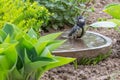 A titmouse bathing in a stony bird bath with haziness by motion