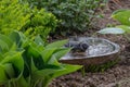 A titmouse bathing in a stony bird bath with haziness by motion Royalty Free Stock Photo