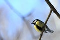 Titmouse bird Royalty Free Stock Photo