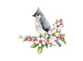 Titmouse bird in apple flowers watercolor illustration. Hand drawn cozy spring decor. Tufted titmouse in tender pink Royalty Free Stock Photo