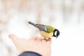 Titmouse bird eating crumbs at winter forest