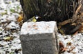 titmouse bird eating walnut in snowy park