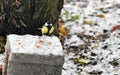 titmouse bird eating walnut in snowy park