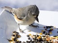 Titmouse Bird Feeding Royalty Free Stock Photo