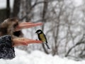 Titmouse bird in hand Royalty Free Stock Photo