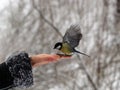 Titmouse bird in hand Royalty Free Stock Photo