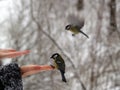 Titmouse bird in hand Royalty Free Stock Photo