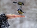 Titmouse bird in hand Royalty Free Stock Photo