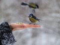 Titmouse bird in hand