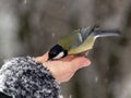 Titmouse bird in hand Royalty Free Stock Photo