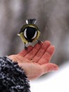 Titmouse bird in hand Royalty Free Stock Photo