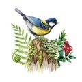 Titmouse bird on the mossy stump. Forest nature image. Watercolor illustration. Hand drawn wildlife scene. Great tit on