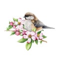 Titmouse bird with spring pink flowers. Watercolor illustration. Hand drawn floral nature image. Chickadee bird, spring