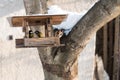 Titmouse birds and goldfinch eating seed from bird feeder in winter