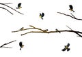 Titmouse birds on the tree branch isolated on the white, Royalty Free Stock Photo