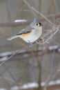 Titmouse on branch