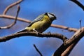 Titmouse on the branch