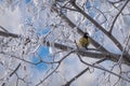 Titmouse branch hoarfrost tree winter