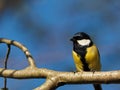 Titmouse on a branch - Parus major